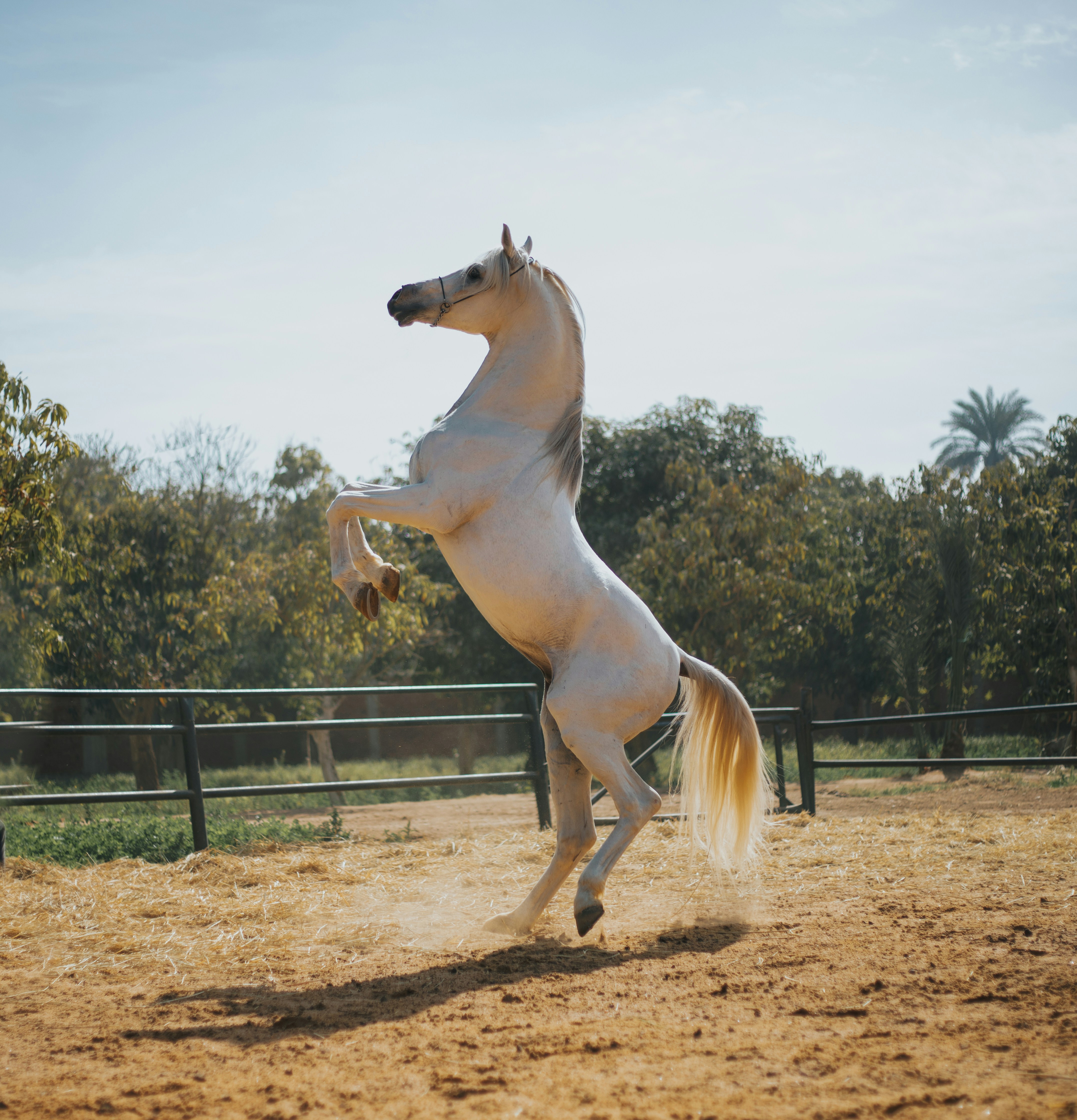 Horse on a South Carolina farm